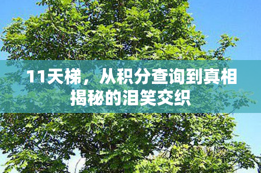 11天梯，从积分查询到真相揭秘的泪笑交织