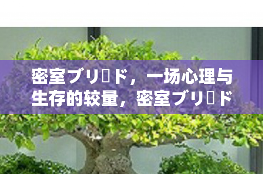 密室ブリード，一场心理与生存的较量，密室ブリード，心理与生存的较量