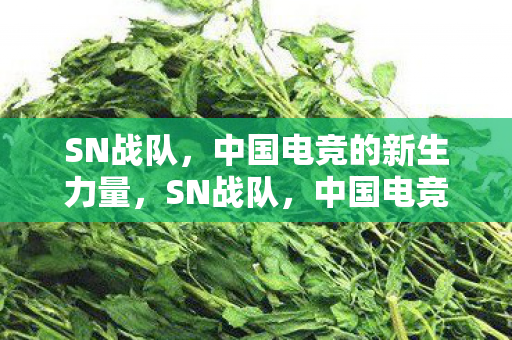 SN战队，中国电竞的新生力量，SN战队，中国电竞的新生力量