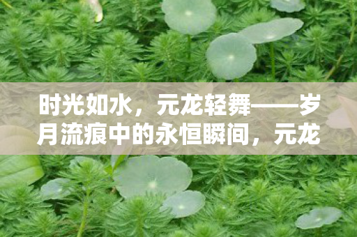 时光如水，元龙轻舞——岁月流痕中的永恒瞬间，元龙轻舞，岁月流痕中的永恒瞬间