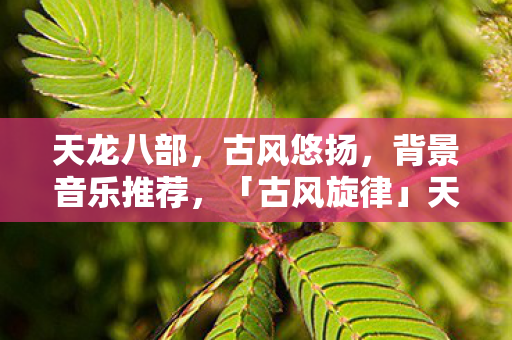 天龙八部，古风悠扬，背景音乐推荐，「古风旋律」天龙八部的悠扬背景乐，让你穿越时空