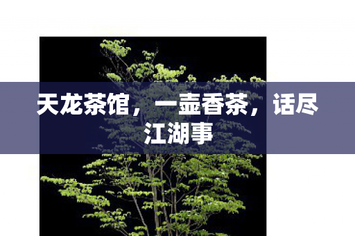 天龙茶馆，一壶香茶，话尽江湖事