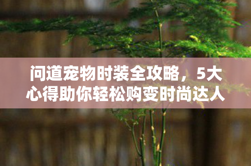 问道宠物时装全攻略，5大心得助你轻松购变时尚达人