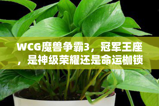 WCG魔兽争霸3，冠军王座，是神级荣耀还是命运枷锁？