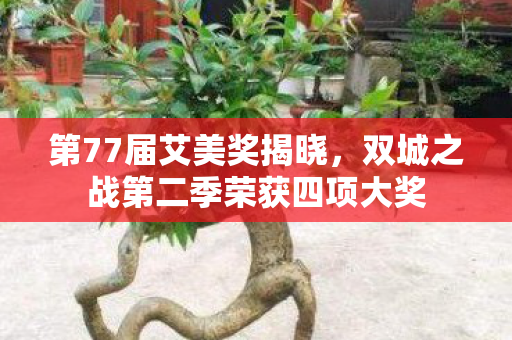 第77届艾美奖揭晓，双城之战第二季荣获四项大奖