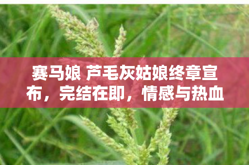 赛马娘 芦毛灰姑娘终章宣布，完结在即，情感与热血的集结