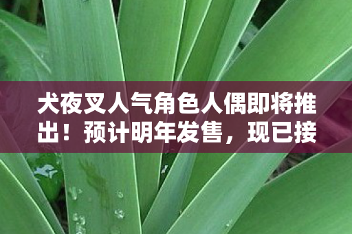 犬夜叉人气角色人偶即将推出！预计明年发售，现已接受预订