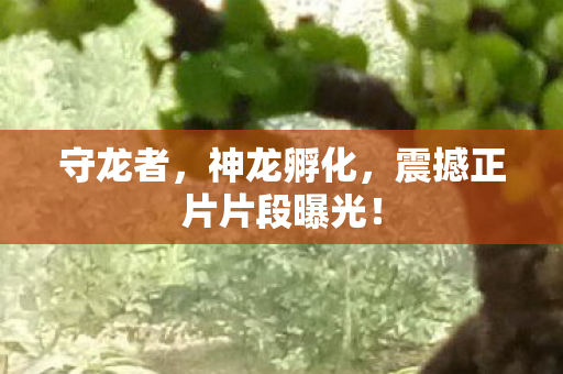 守龙者，神龙孵化，震撼正片片段曝光！