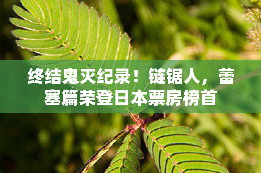 终结鬼灭纪录！链锯人，蕾塞篇荣登日本票房榜首