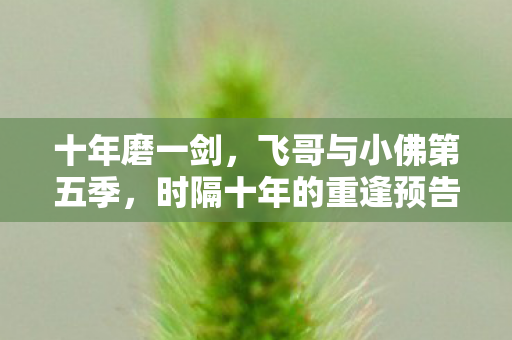 十年磨一剑，飞哥与小佛第五季，时隔十年的重逢预告