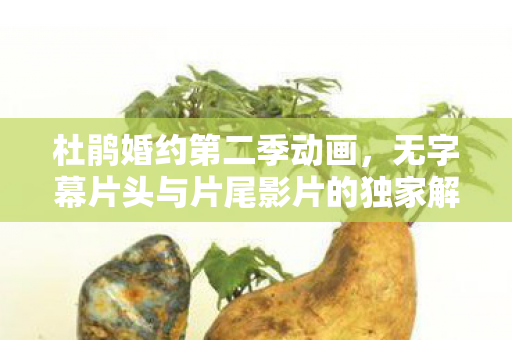 杜鹃婚约第二季动画，无字幕片头与片尾影片的独家解析