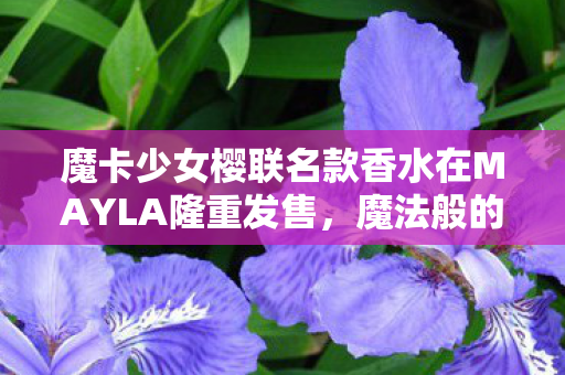 魔卡少女樱联名款香水在MAYLA隆重发售，魔法般的香水魅力绽放