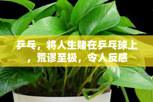 乒乓，将人生赌在乒乓球上，荒谬至极，令人反感