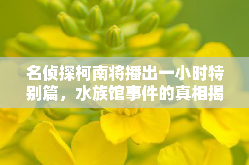 名侦探柯南将播出一小时特别篇，水族馆事件的真相揭晓时刻