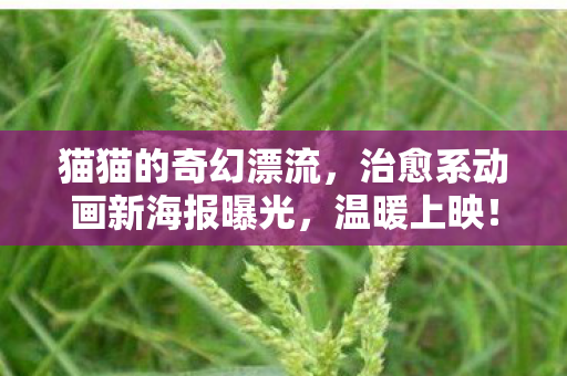 猫猫的奇幻漂流，治愈系动画新海报曝光，温暖上映！