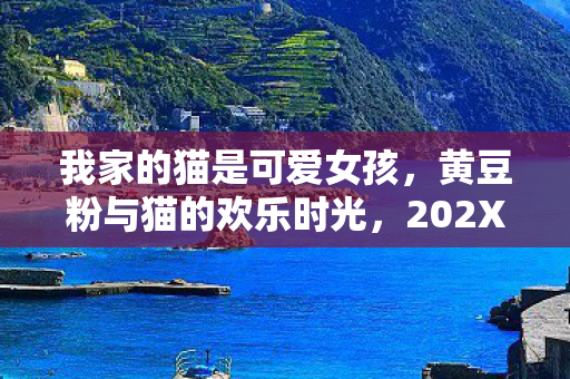 我家的猫是可爱女孩，黄豆粉与猫的欢乐时光，202X年美好回忆