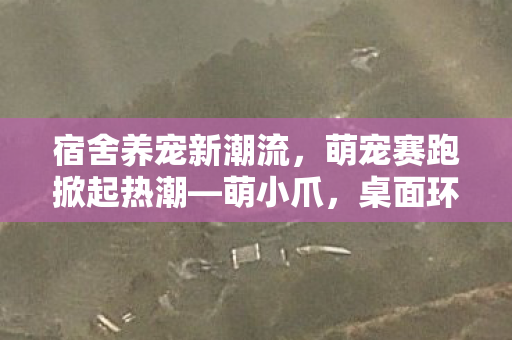 宿舍养宠新潮流，萌宠赛跑掀起热潮—萌小爪，桌面环游正式上线，联机赛跑正式开启！