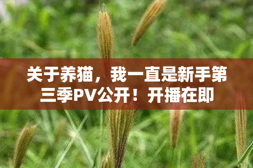 关于养猫，我一直是新手第三季PV公开！开播在即