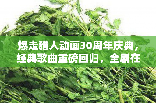 爆走猎人动画30周年庆典，经典歌曲重磅回归，全剧在线免费重温