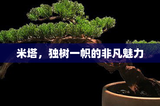 米塔，独树一帜的非凡魅力