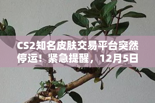 CS2知名皮肤交易平台突然停运！紧急提醒，12月5日前抓紧提现