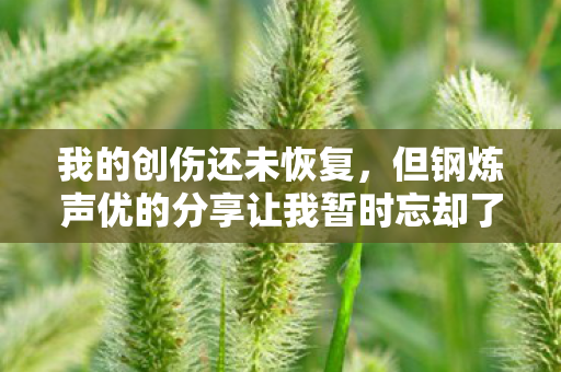 我的创伤还未恢复，但钢炼声优的分享让我暂时忘却了痛苦—帮狗戴假发的故事