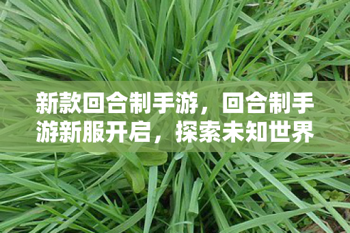 新款回合制手游，回合制手游新服开启，探索未知世界的全新篇章