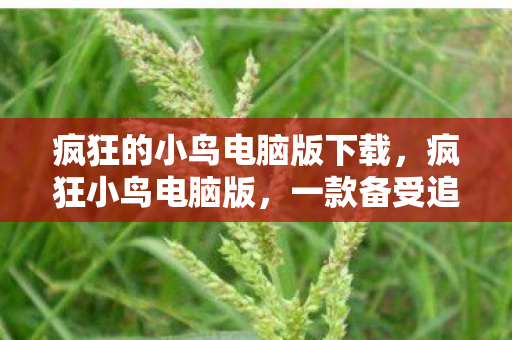 疯狂的小鸟电脑版下载，疯狂小鸟电脑版，一款备受追捧的游戏体验