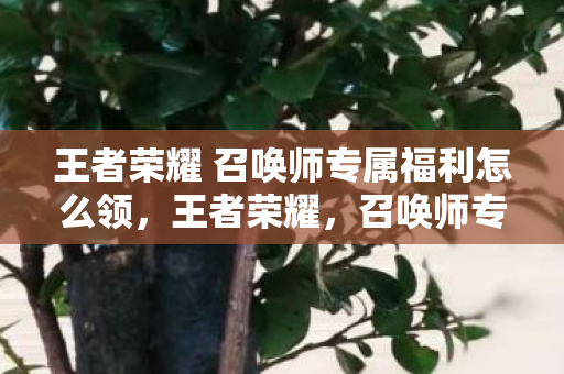 王者荣耀 召唤师专属福利怎么领，王者荣耀，召唤师专属福利，尽享尊贵体验