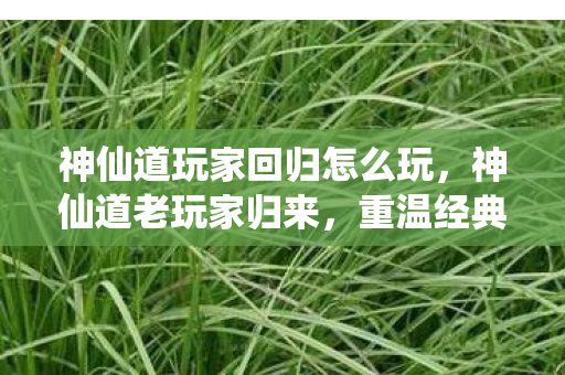 神仙道玩家回归怎么玩，神仙道老玩家归来，重温经典，续写传奇