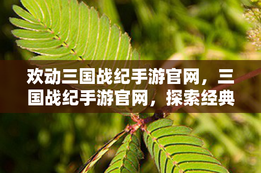 欢动三国战纪手游官网，三国战纪手游官网，探索经典与创新的交融之地