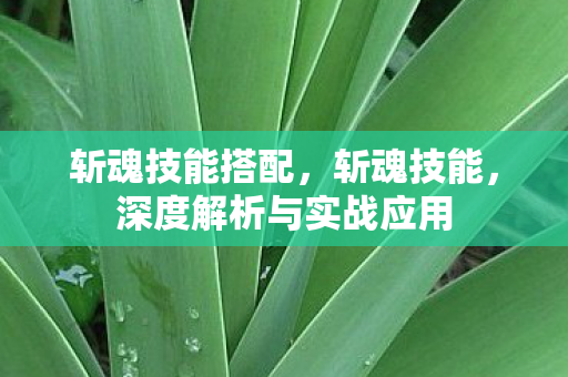 斩魂技能搭配，斩魂技能，深度解析与实战应用