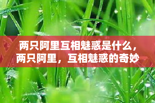 两只阿里互相魅惑是什么，两只阿里，互相魅惑的奇妙旅程