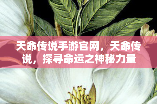 天命传说手游官网，天命传说，探寻命运之神秘力量