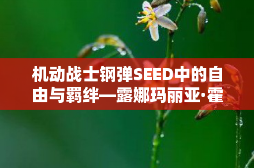 机动战士钢弹SEED中的自由与羁绊—露娜玛丽亚·霍克的故事