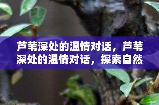 芦苇深处的温情对话，芦苇深处的温情对话，探索自然与人类的情感共鸣