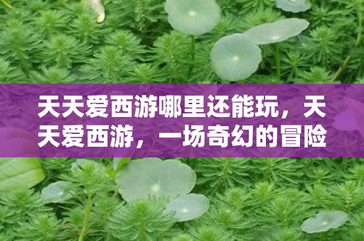天天爱西游哪里还能玩，天天爱西游，一场奇幻的冒险之旅