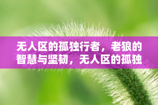 无人区的孤独行者图片