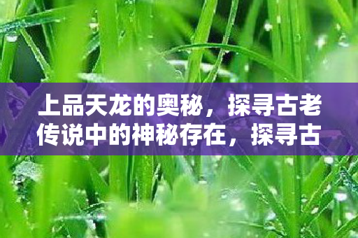 上品天龙的奥秘，探寻古老传说中的神秘存在，探寻古老传说中的神秘存在，上品天龙的奥秘