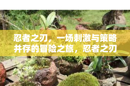 忍者之刃，一场刺激与策略并存的冒险之旅，忍者之刃，策略与冒险的完美结合之旅